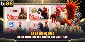 Đá Gà Thomo BJ88 – Cách Theo Dõi Kèo Trước Khi Vào Trận