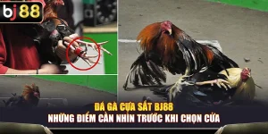 Đá Gà Cựa Sắt BJ88 – Những Điểm Cần Nhìn Trước Khi Chọn Cửa